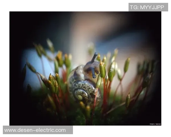 马西莫的奇幻冒险之旅探索未知世界的勇气与智慧